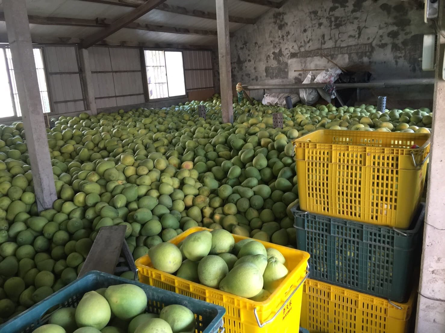 滿益-正宗老欉文旦