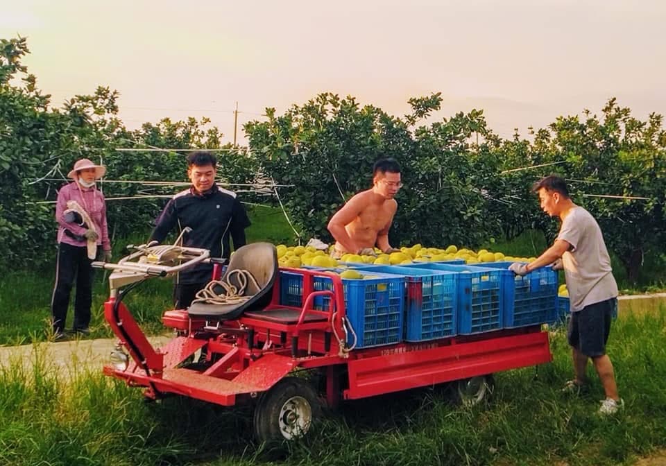 滿益老欉文旦採收運送中照片