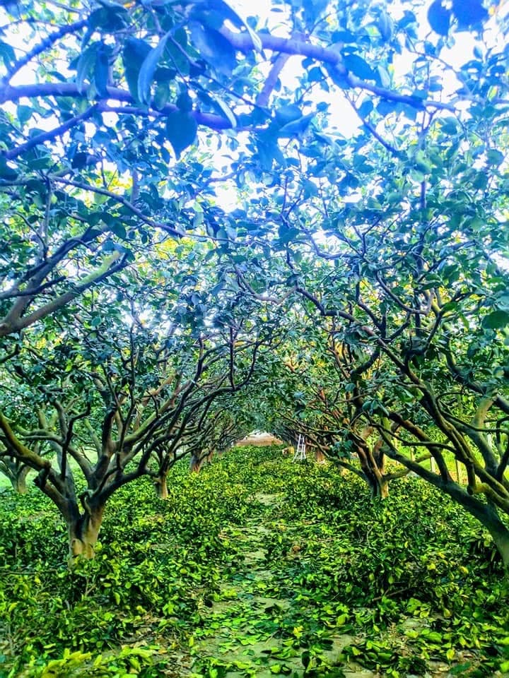 滿益老欉文旦採收完成照片